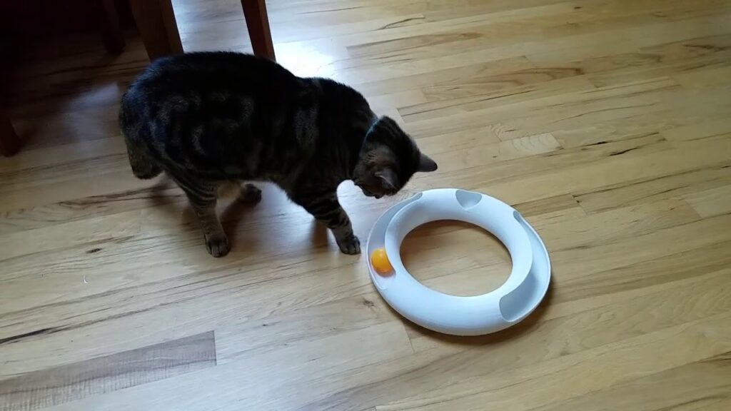 3D Printed Cat Track Toy YouTube
