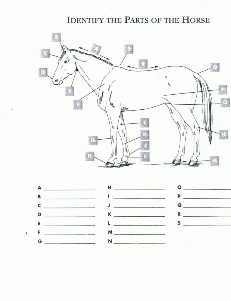6 Farm Animals Food Activity 0d3a8c716ed6bef352f919d67dd8131e Horse Anatomy Kids Worksheets Printables Horse Lessons