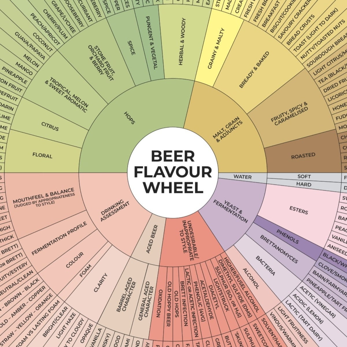 Printable Beer Flavor Wheel Free Printable Templates