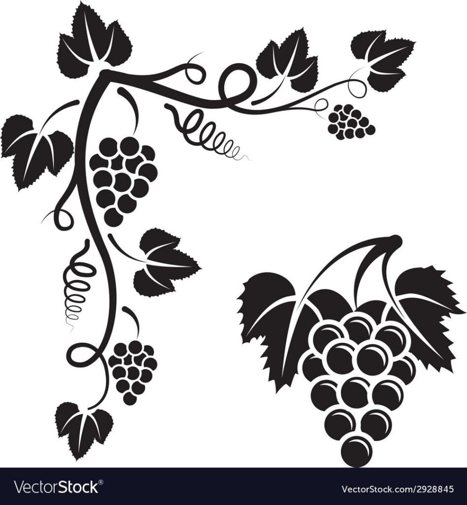 Bunch Of Vine And Corner With Grapevine Download A Free Preview Or High Quality Adobe Illustrator Ai EPS PDF And Hi Vine Drawing Grape Vines Stencil Designs