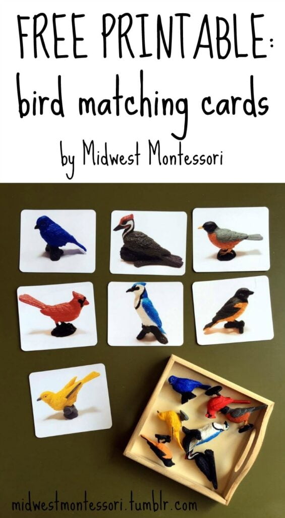 Midwest Montessori Bird Matching Cards A Free Printable