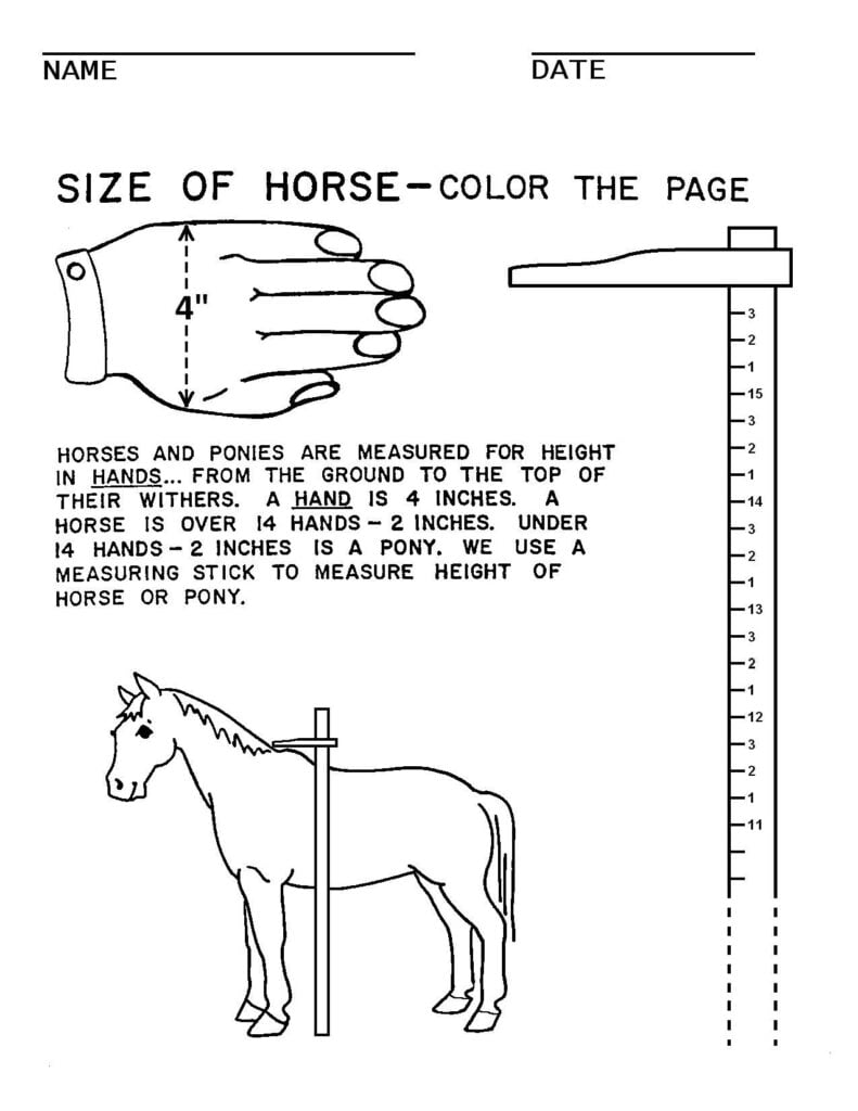 Pin On Horses