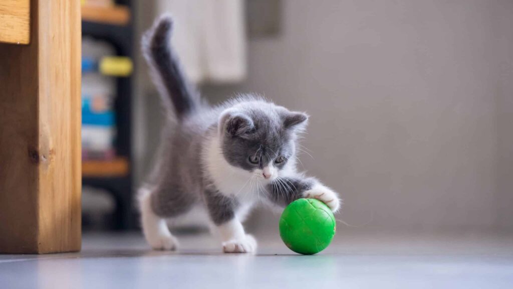 The 8 Best 3D Printed Cat Toys Of 2022